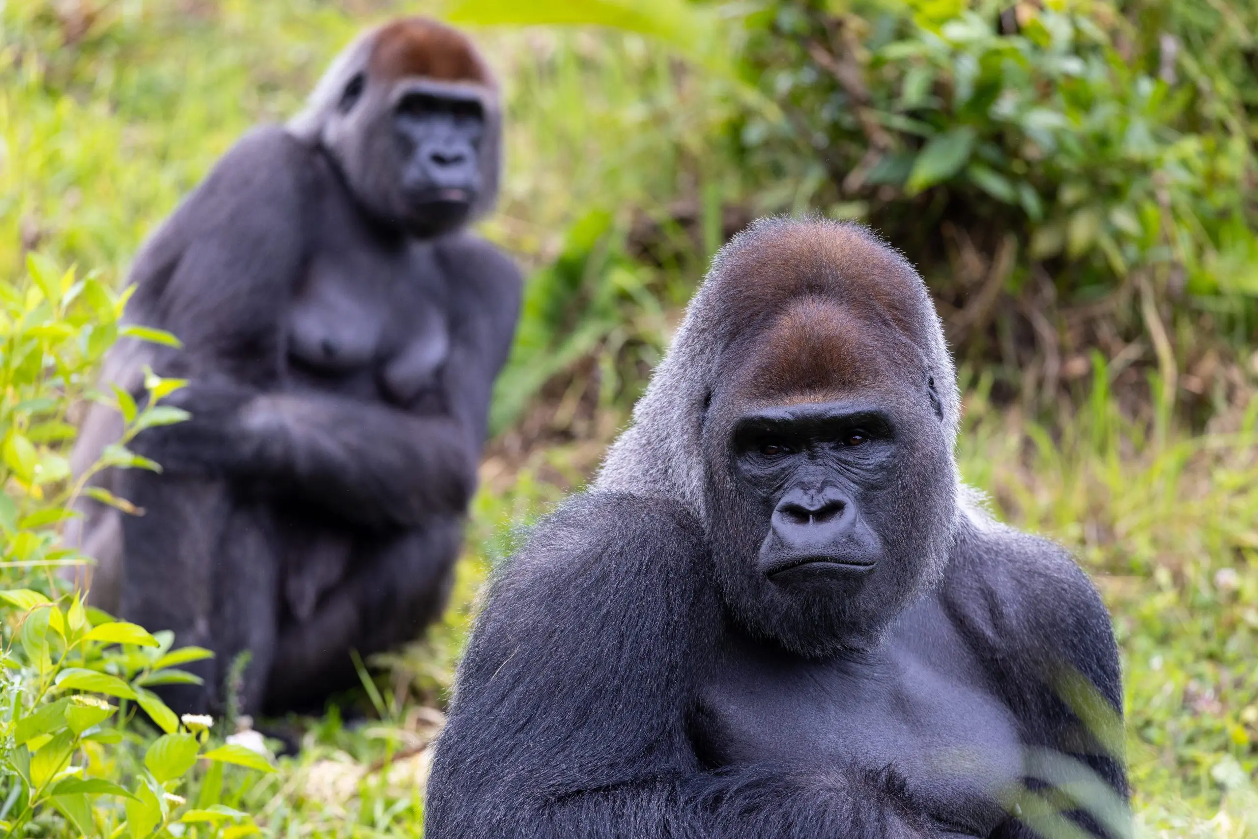 Gorilla Trek Independent Adventure, Uganda